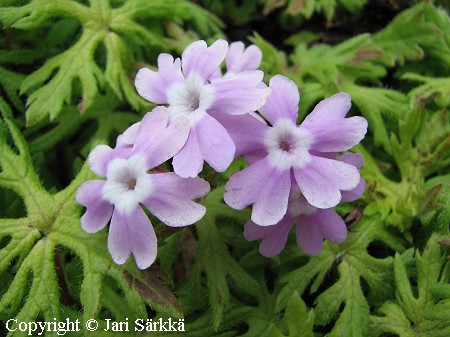 Primula palmata, esikko